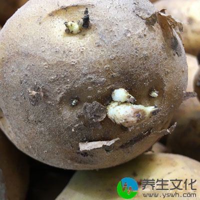 土豆并非春季的应季食物