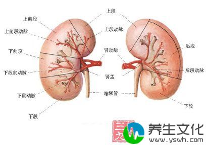 肾的功能