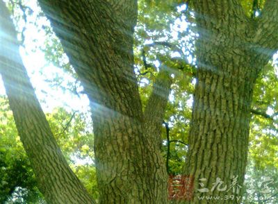 以血祛毒 3道美味还您“轻松一夏”