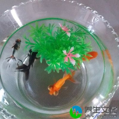 鱼缸、盆景摆设有“接气”的功用