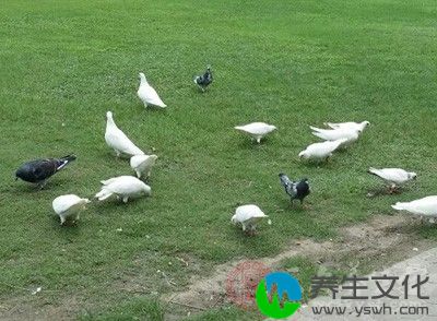 鸽子蛋和枸杞子一起清蒸或煲汤食用