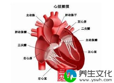 风湿性二尖瓣关闭不全