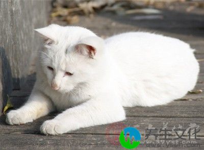 小猫带来的疾病