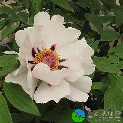 白芍15克牛膝15克