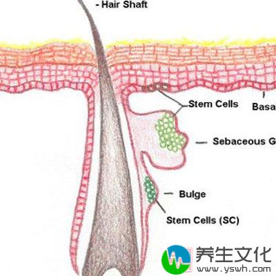 激光是通过破坏毛囊起到去毛作用的，而毛囊生长分为生长期、休止期及退行期