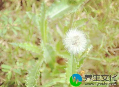 鲜蒲公英1握，酒1小茶杯