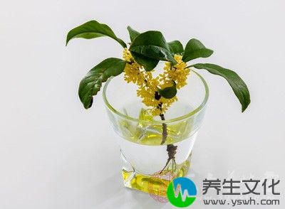 桂花茶可养颜美容，舒缓喉咙，改善多痰