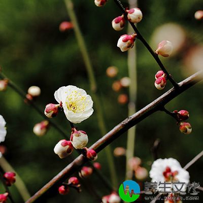 开胃散郁。煮粥食，助清阳之气上升