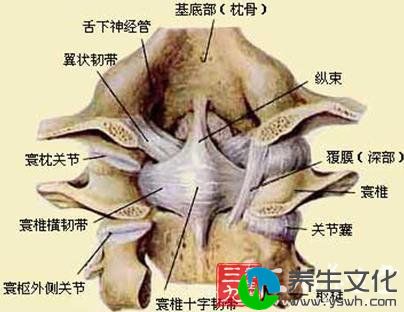 寰枢关节脱位