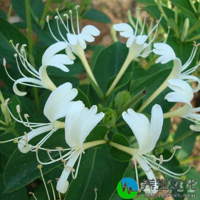 金银花9克杭菊花9克