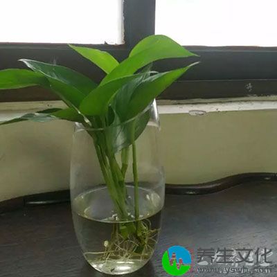 在办公桌上养一盆绿萝、富贵竹、水仙等水生植物