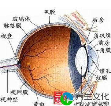 玻璃体出血