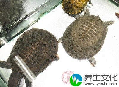 甲鱼则属于高蛋白的凉性补品，容易加重肠胃的负担