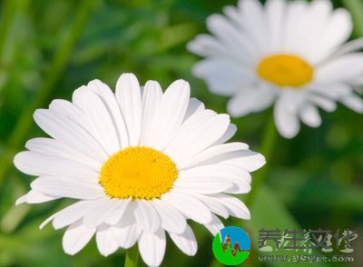 杭菊花9克茯苓12克