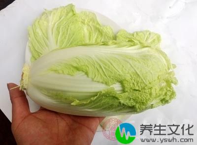 白菜中含有大量粗纤维