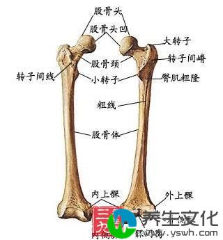 股骨干骨折