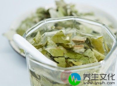 合理搭配使用荷叶，可以显著地降低血清三酰甘油