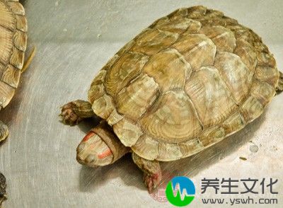 吃完鸡蛋后不要立即吃鳖肉