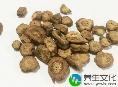 用牛蒡根十条，麻黄、牛膝、天南星各六钱