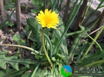 鲜生地黄、鲜蒲公英、鲜芙蓉花叶、鲜败酱草