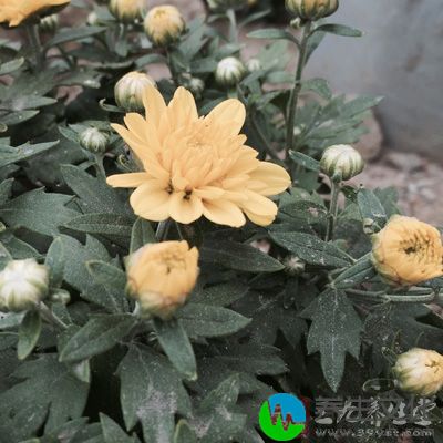 菊花对治疗眼睛疲劳、视力模糊有很好的疗效