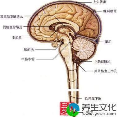 第四脑室肿瘤