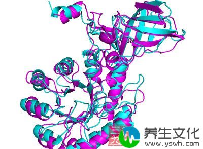 慢性肾炎发生于任何年龄，但以青中年为主，男性多见。多数起病缓慢、隐袭。临床表现呈多样性，蛋白尿、血尿、高血压、水肿为其基本临床表现，可有不同程度。