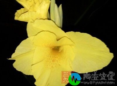 南瓜花又名番瓜花、饭瓜花，为葫芦科植物南瓜的花