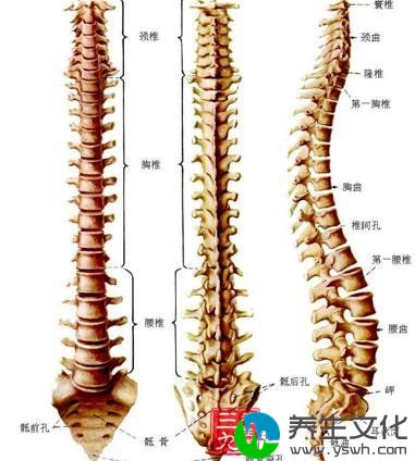 脊柱侧凸