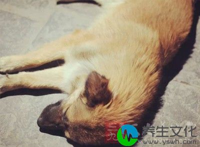 多是因为寄生在狗的小肠内的犬绦虫随粪便排出的虫卵常粘附在狗身上