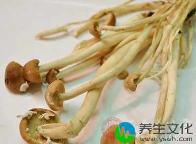 黑牛肝菌其实是一种可以吃的菌类