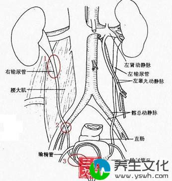 输尿管