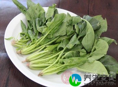 女性食用菠菜对调节身体、补益身体也是非常好的