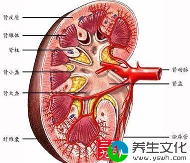 急性肾小球肾炎