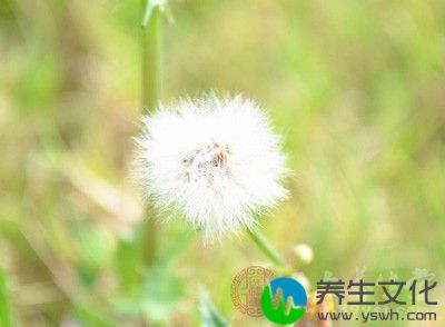 蒲公英春秋间开黄花似菊，取连根蒂叶二两捣烂