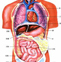 身形脏腑组织
