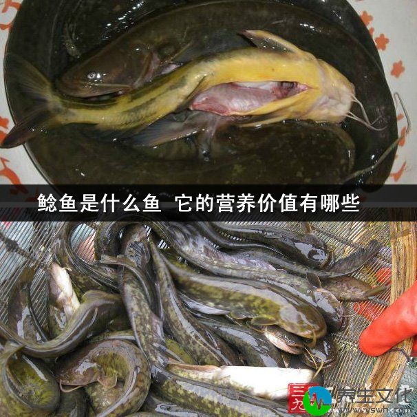 鲶鱼是什么鱼