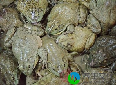 牛蛙1只、元葱1段、油40克、酱油适量、冰糖3克、辣椒2个、蒜5瓣、料酒适量