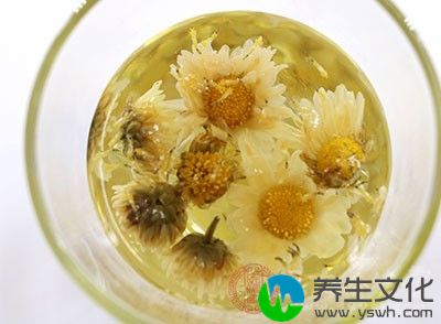 将菊花茶泡水喝还能起到清热解毒的作用