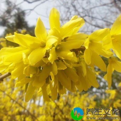 连翘12克黄芩12克