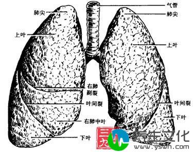 肺包虫病