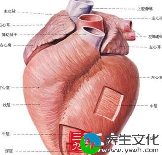 胸主动脉弓动脉瘤