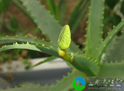 相信大家都有接触过芦荟这种植物，它是一种很天然的美容植物