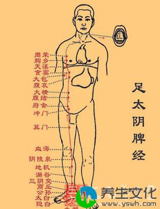 足太阴脾经腧穴