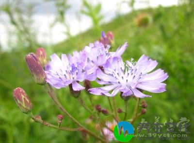 种些花草都能帮助很好的调节情绪