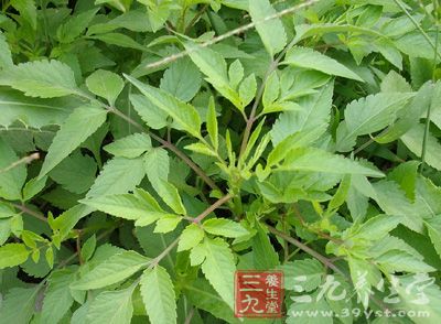 仙鹤草的功效与作用 仙鹤草能治疗癌症吗