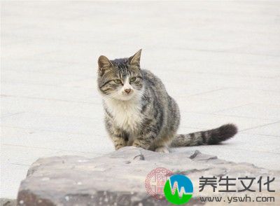 小猫带来的疾病