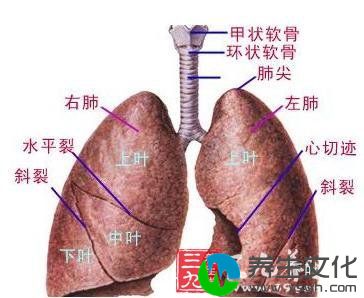 先天性肺囊性病