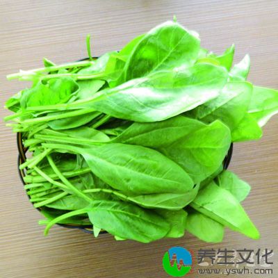 菠菜在现代已经慢慢开始成为一种绿色蔬菜经常出现在餐桌上