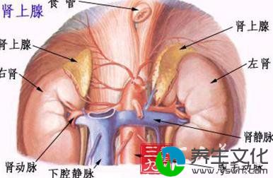 双侧先天性肾上腺皮质增生